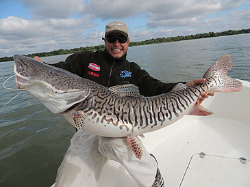 1749_Argentina Fishing Adventures_Barred Sorubim_Pseudoplatystoma fasciatum.jpg